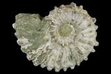 Bumpy Ammonite (Douvilleiceras) Fossil #115595-1